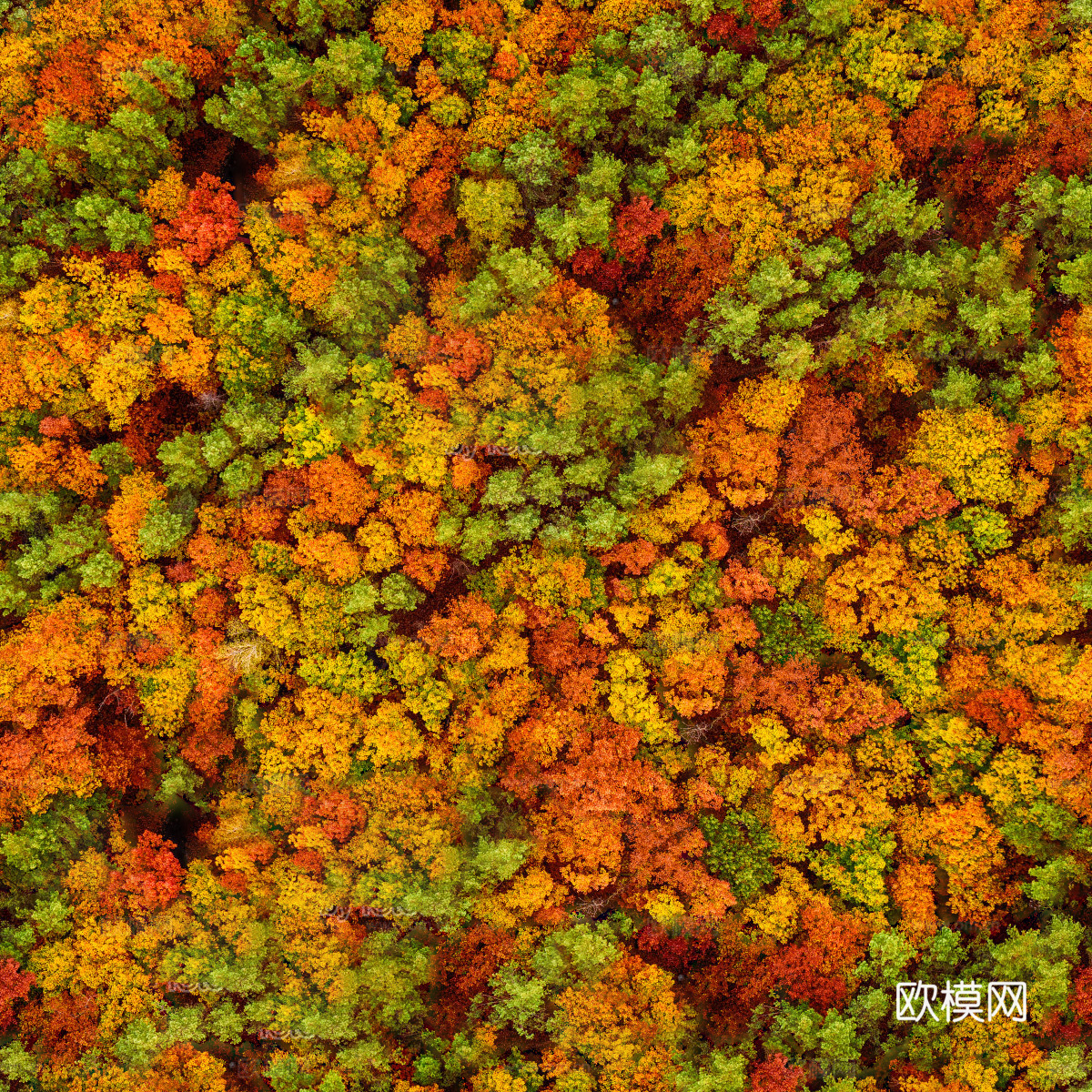秋天色彩丰富的树林森林俯视图57