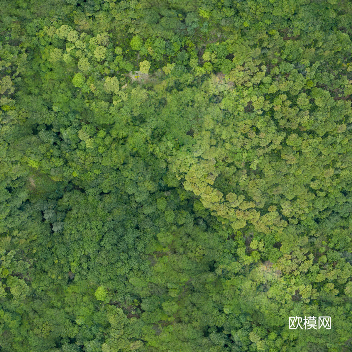 森林树林俯视图94