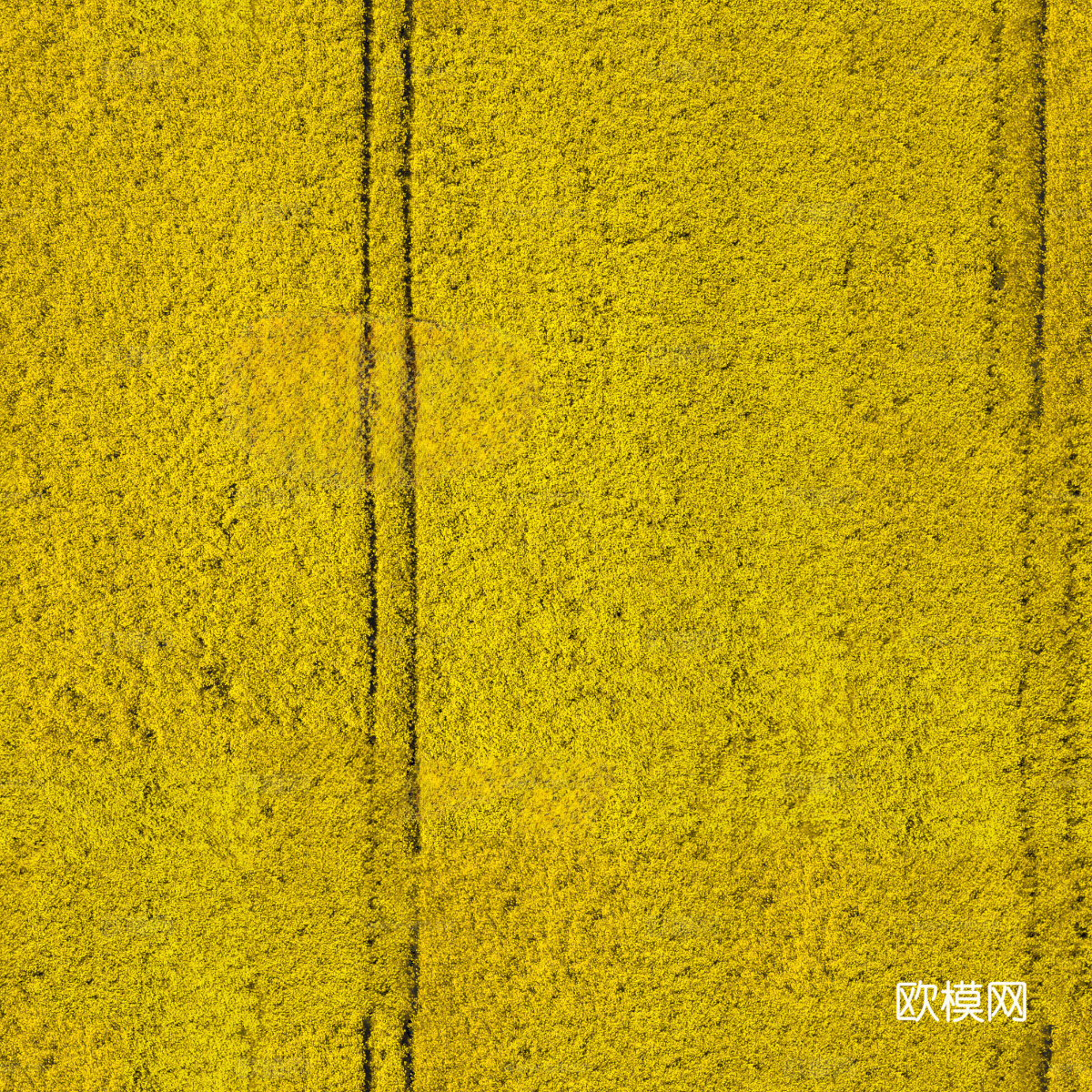 农田油菜花田183下载