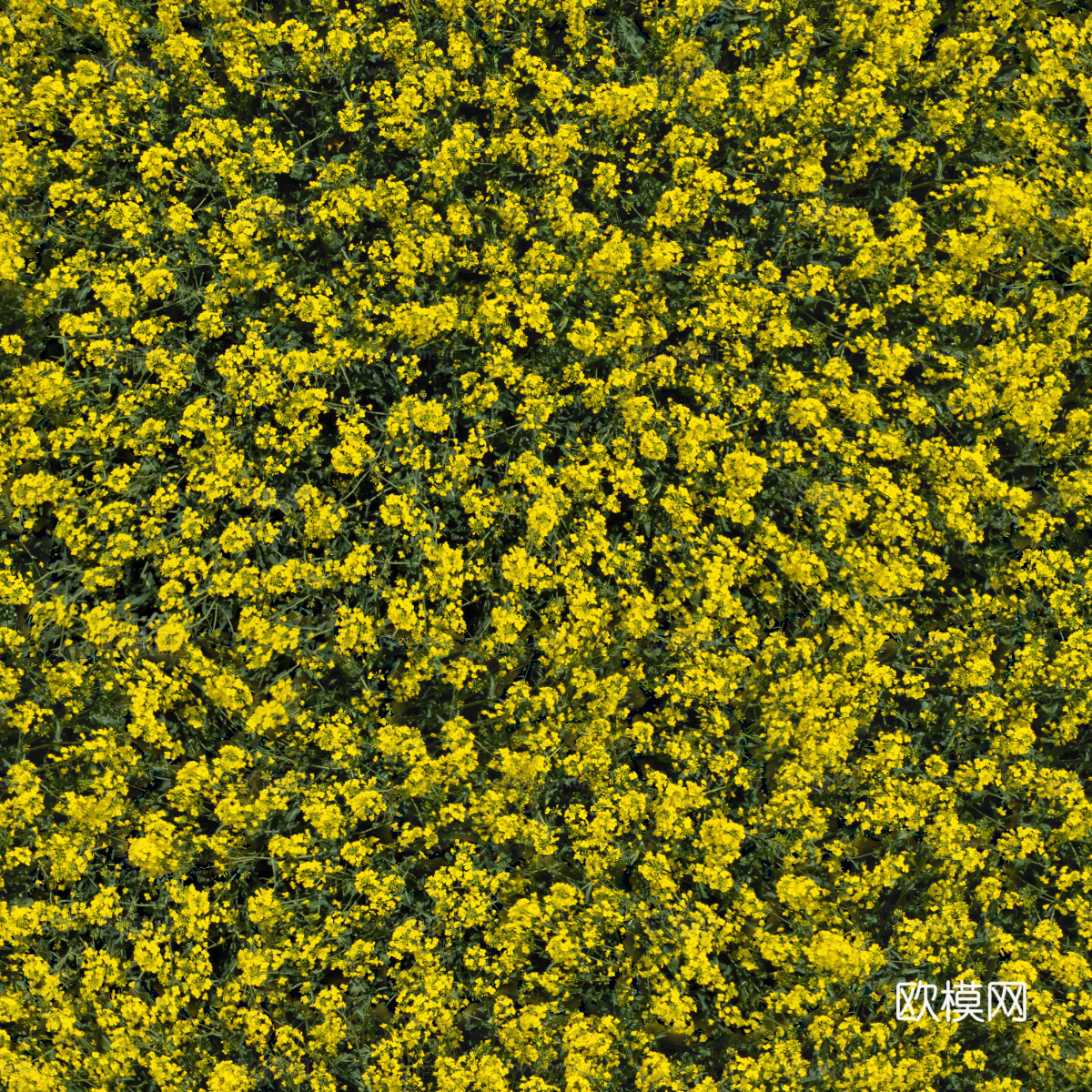 农田油菜花田227