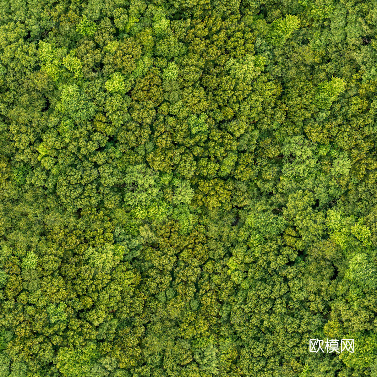 森林树林俯视图14下载
