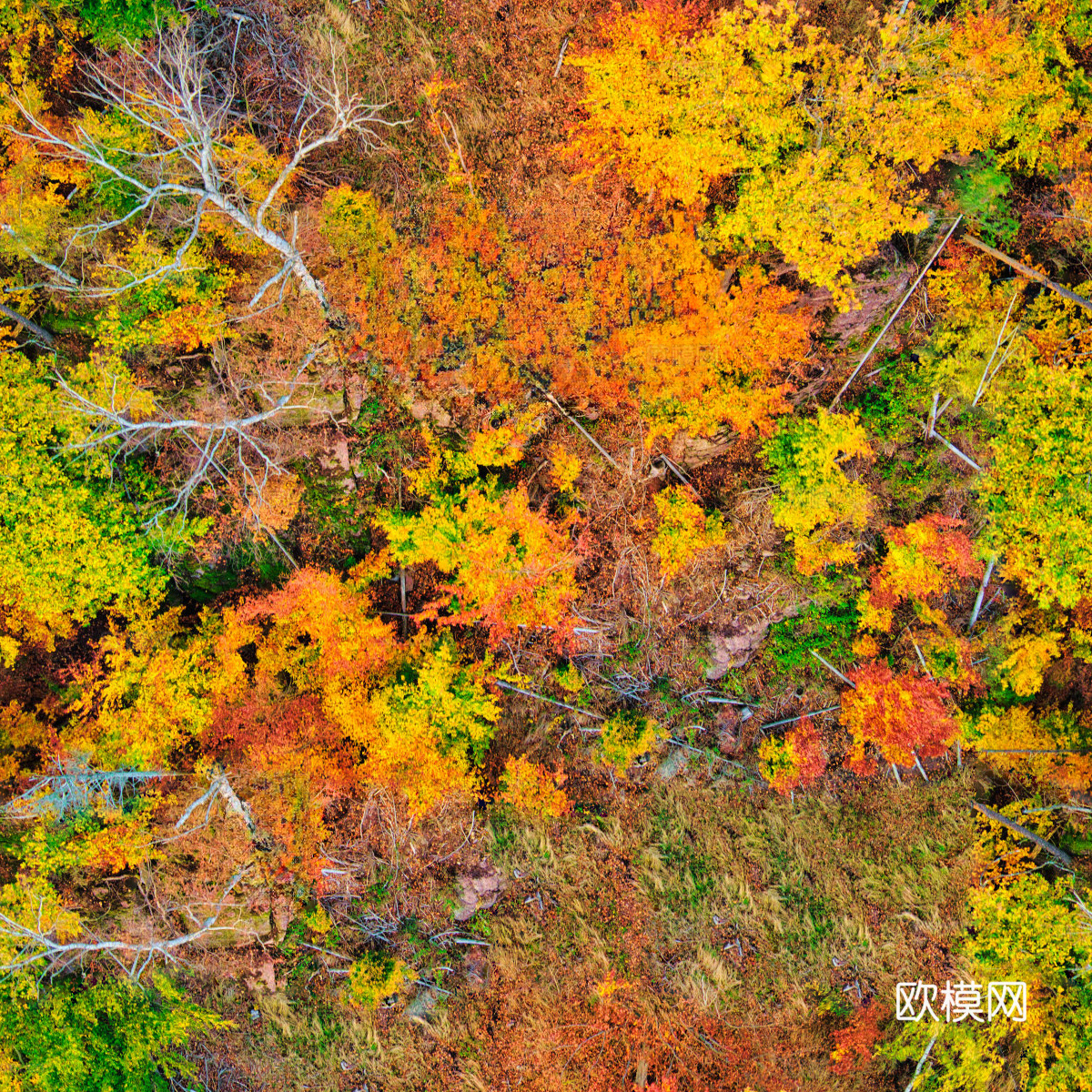 秋天色彩丰富的树林森林俯视图46