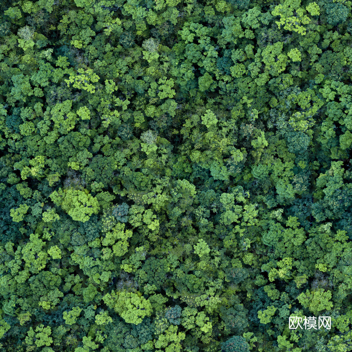 森林树林俯视图40