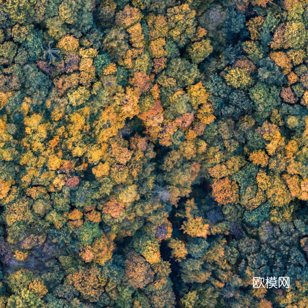 秋天色彩丰富的树林森林俯视图54