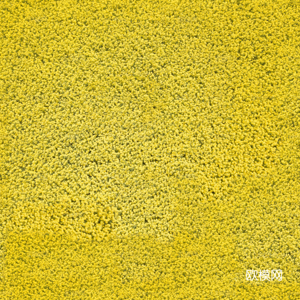 农田油菜花田207下载