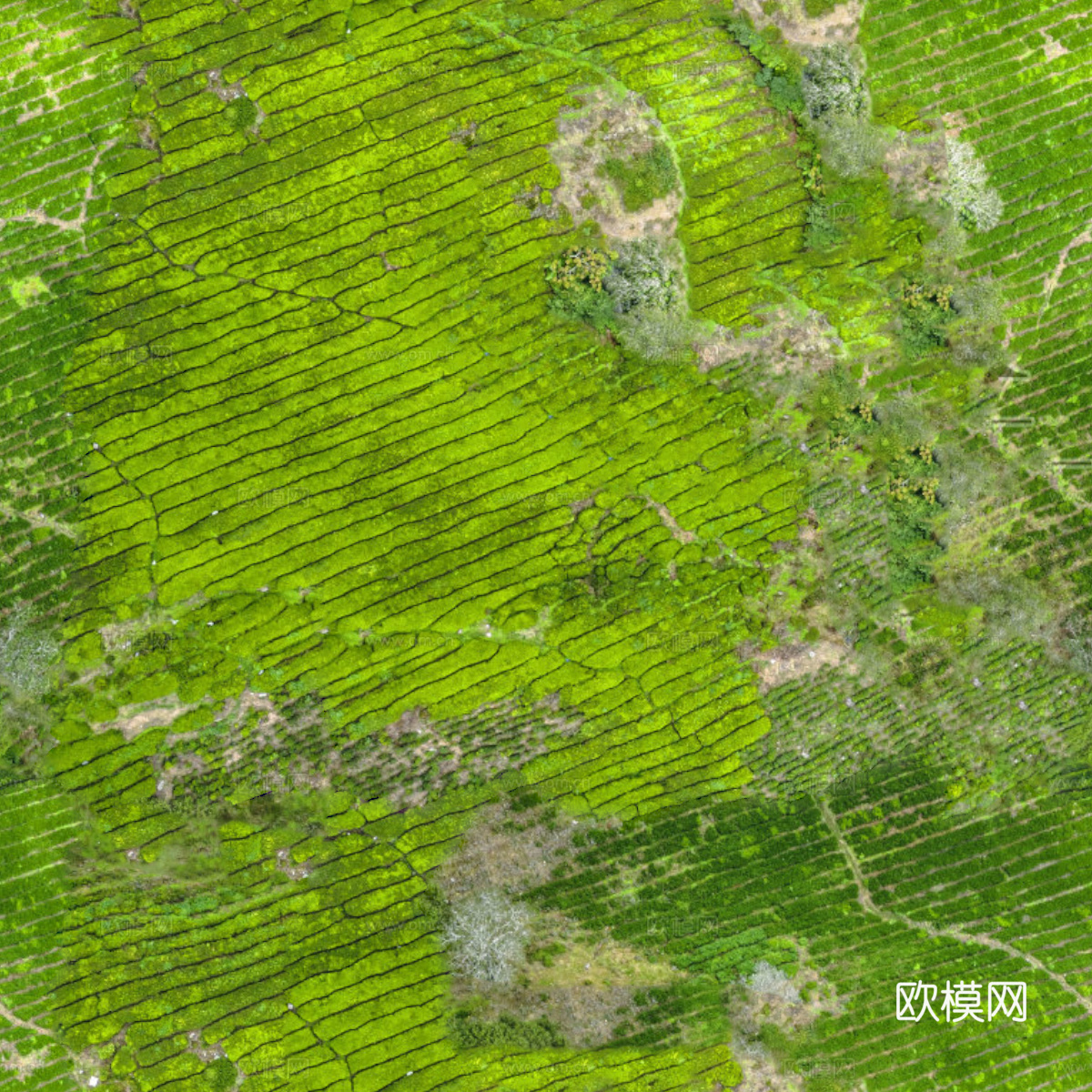 满山茶园茶山茶树俯视图76下载