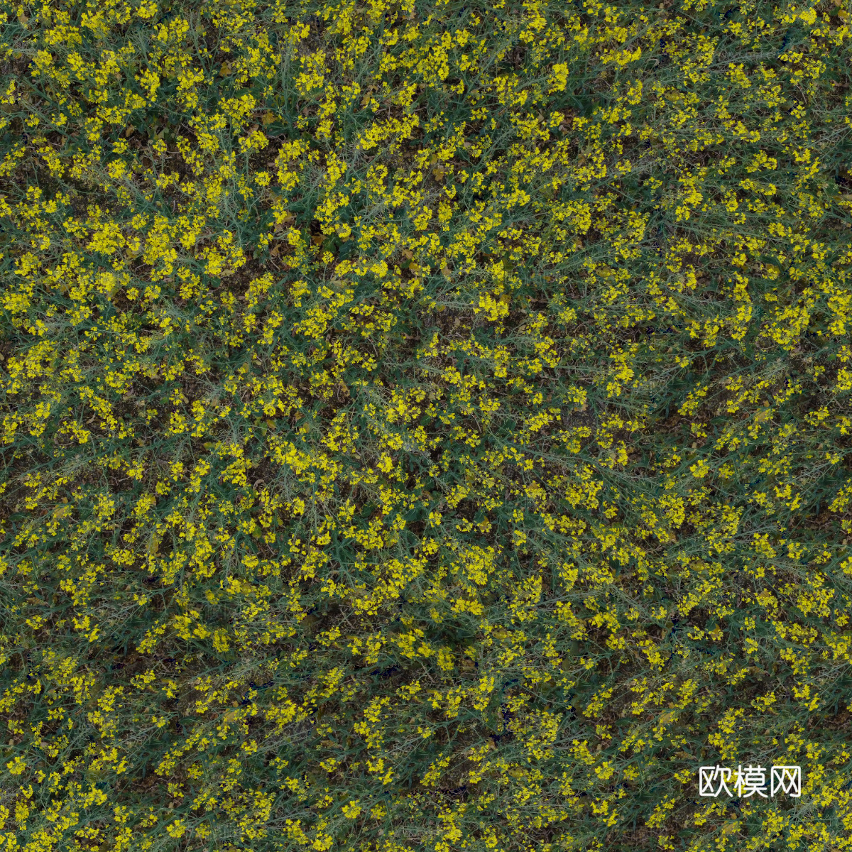 农田油菜花田221