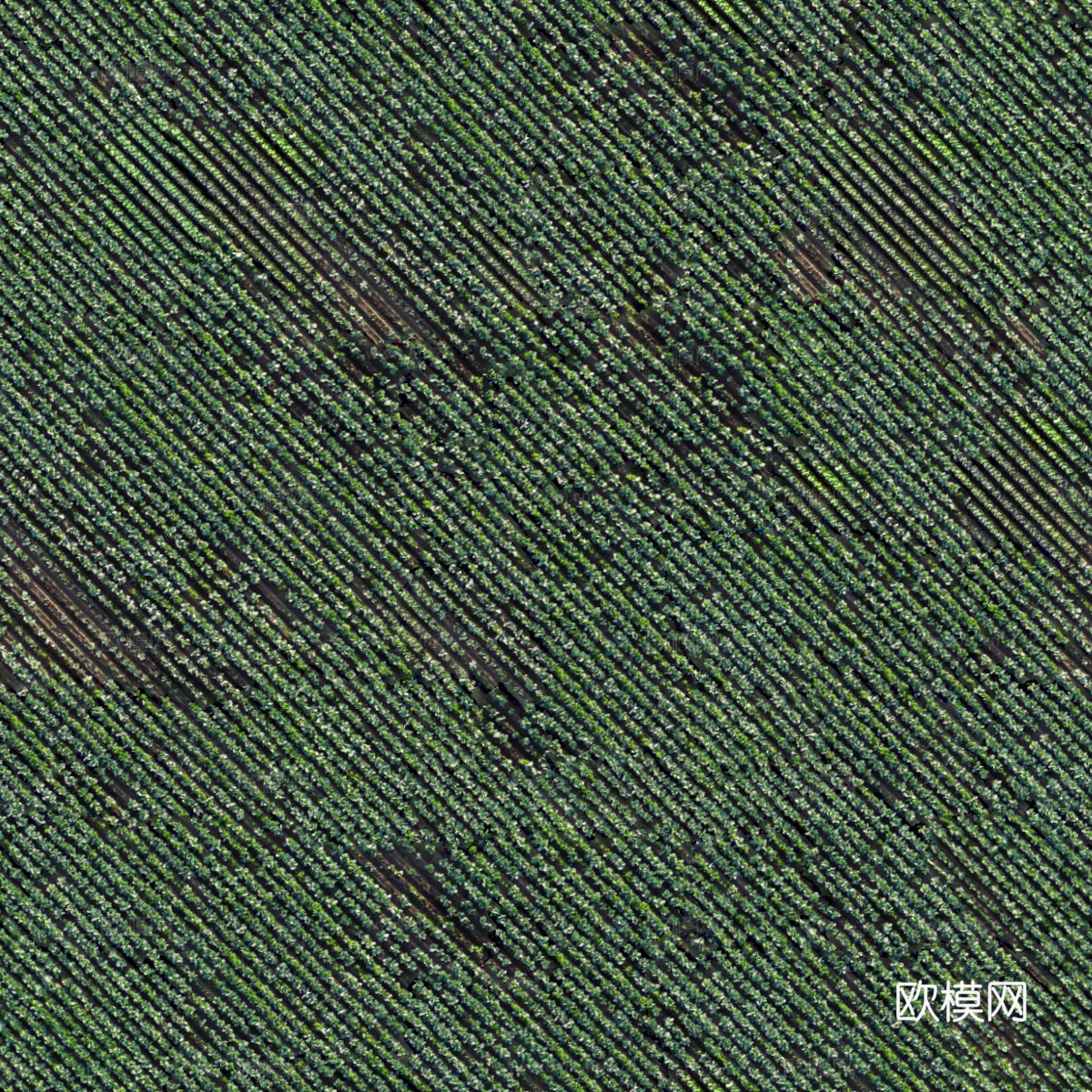 菜地农田农作物俯视图29下载