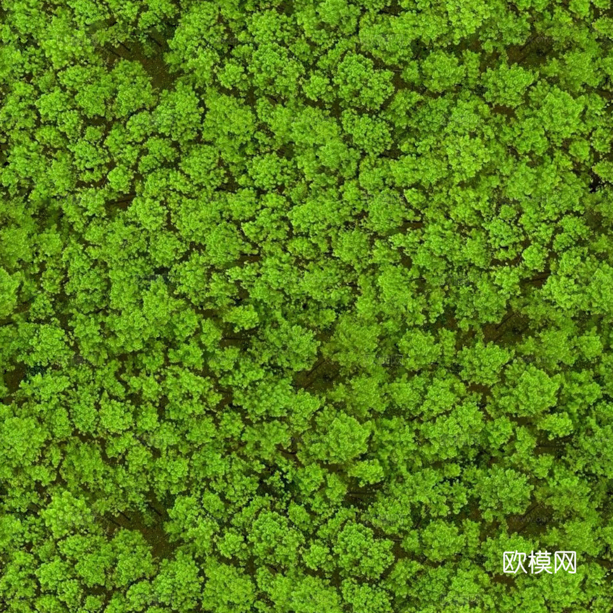 森林树林俯视图125