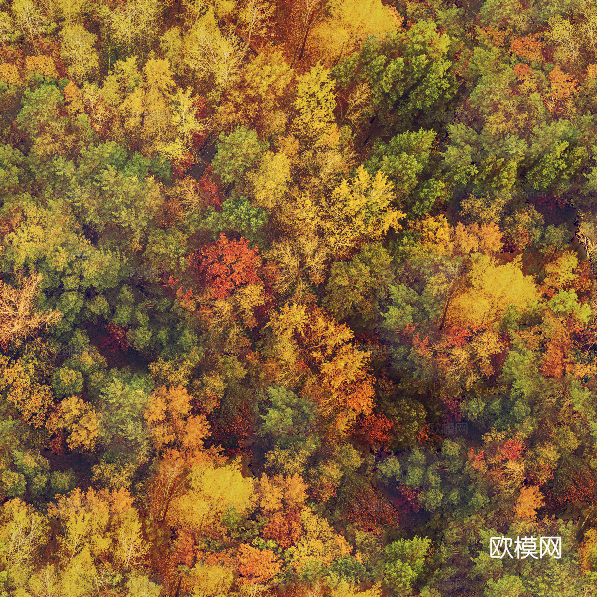 秋天色彩丰富的树林森林俯视图68