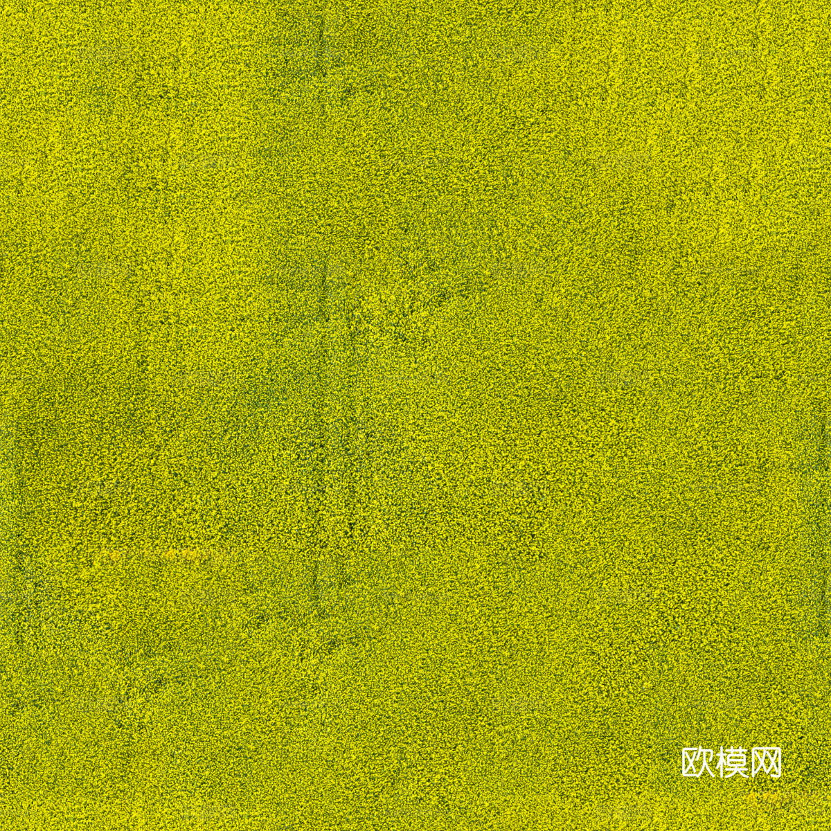 农田油菜花田153下载