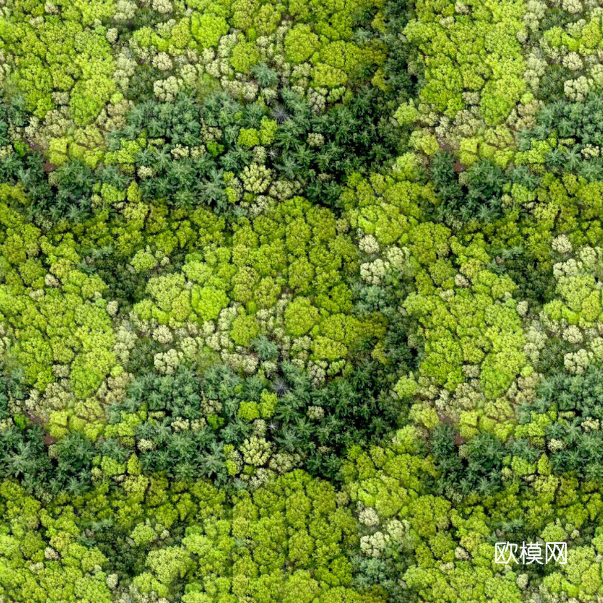 森林树林俯视图123