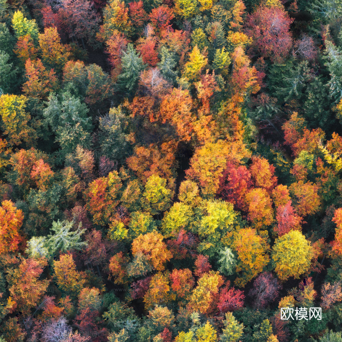 秋天色彩丰富的树林森林俯视图15下载