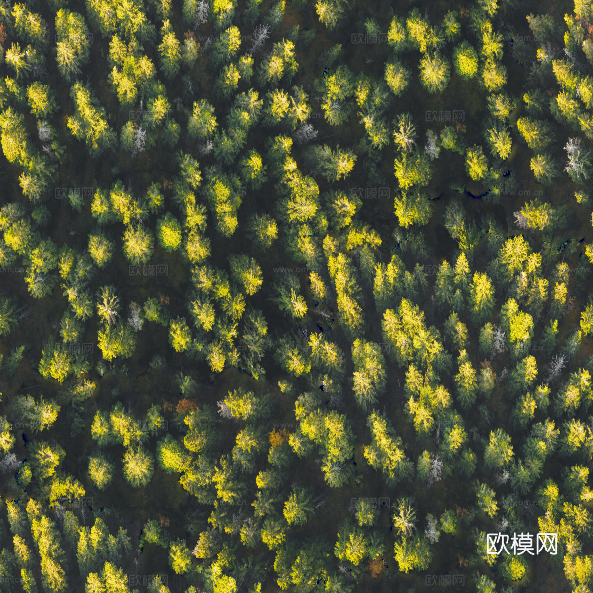 森林树林俯视图36