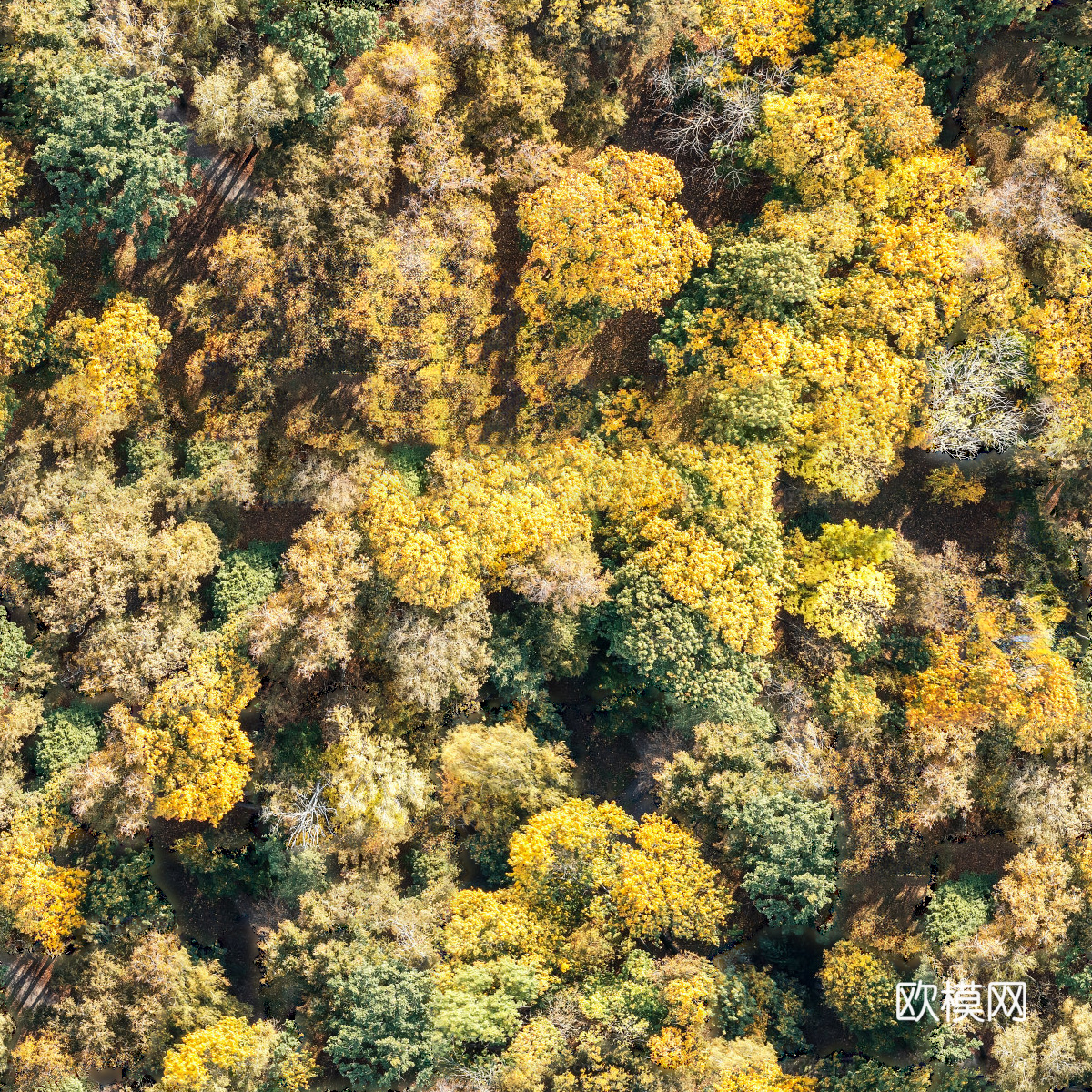 秋天色彩丰富的树林森林俯视图63