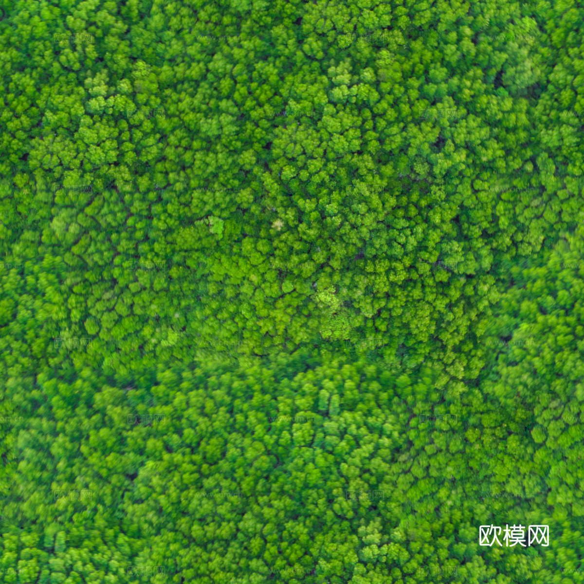 森林树林俯视图1