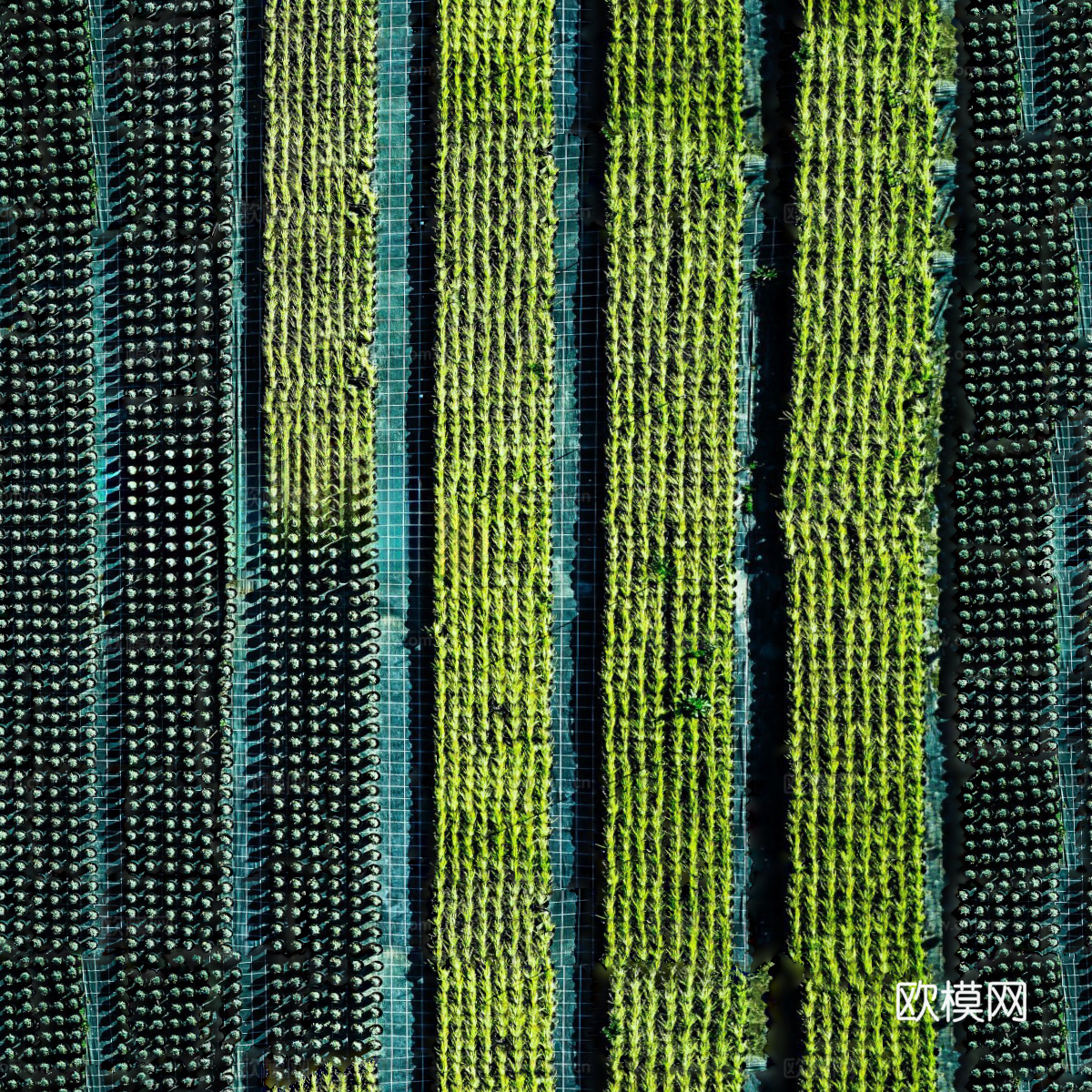 菜地农田农作物俯视图23下载