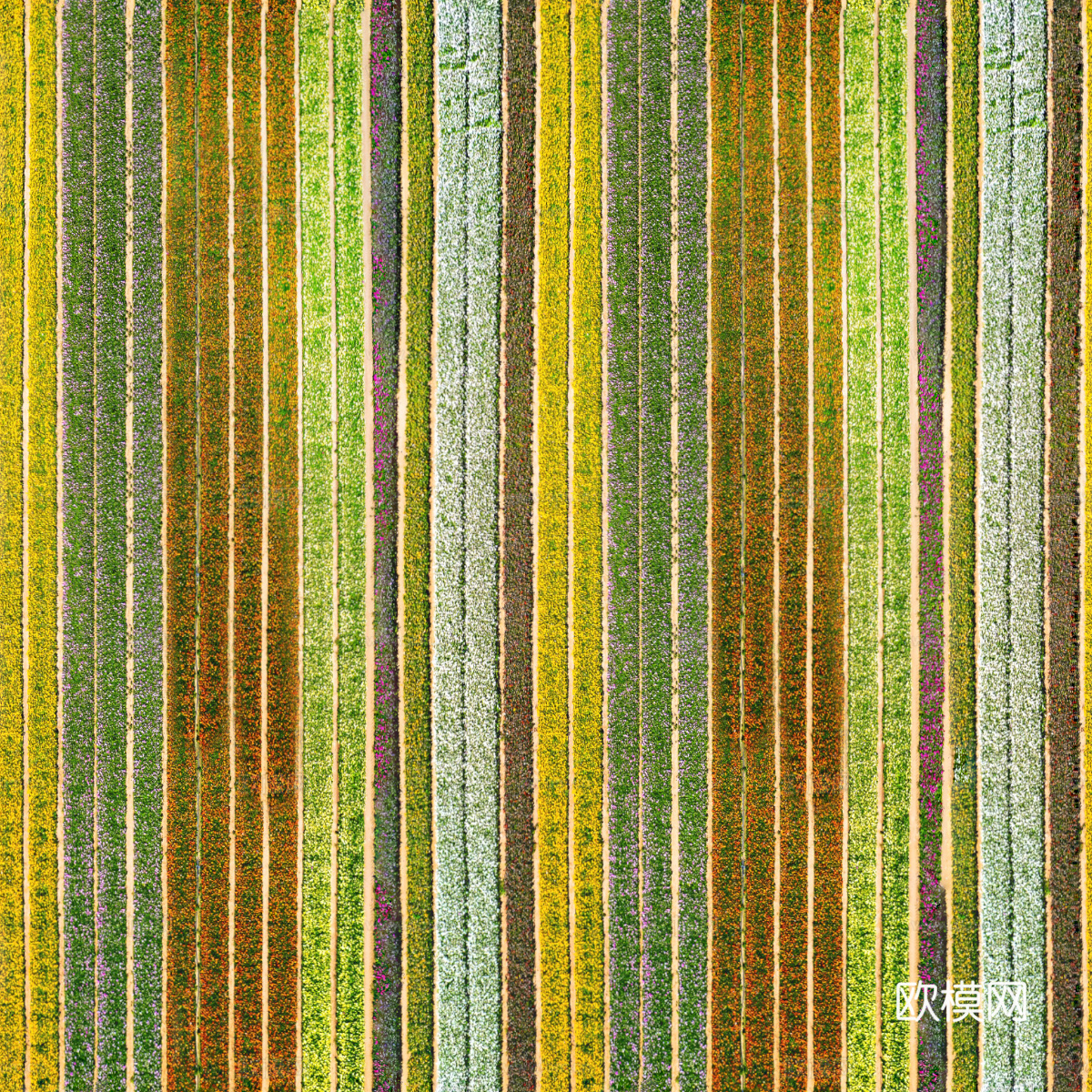 花田花海49下载