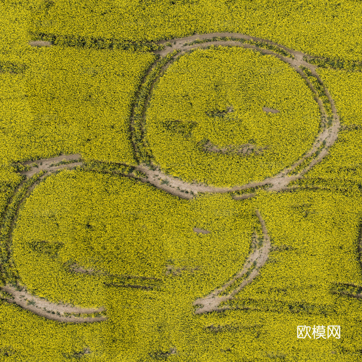 农田油菜花田111下载