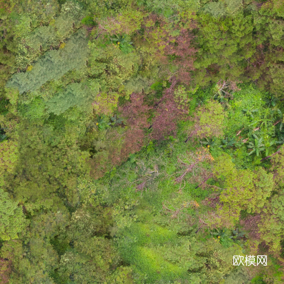 森林树林俯视图53