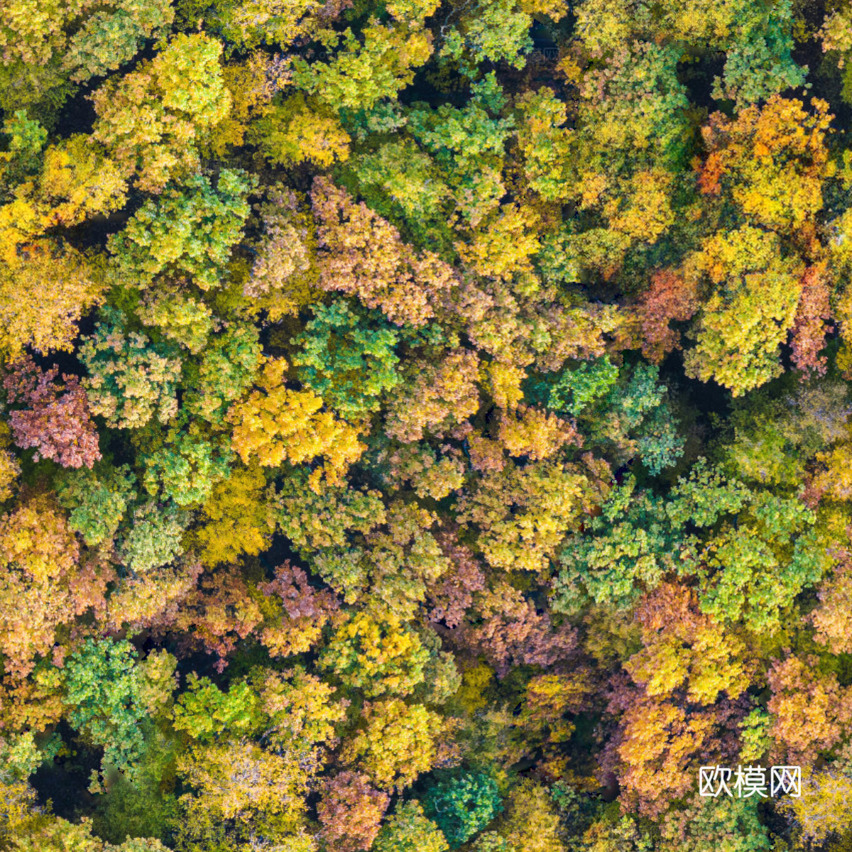 秋天色彩丰富的树林森林俯视图40