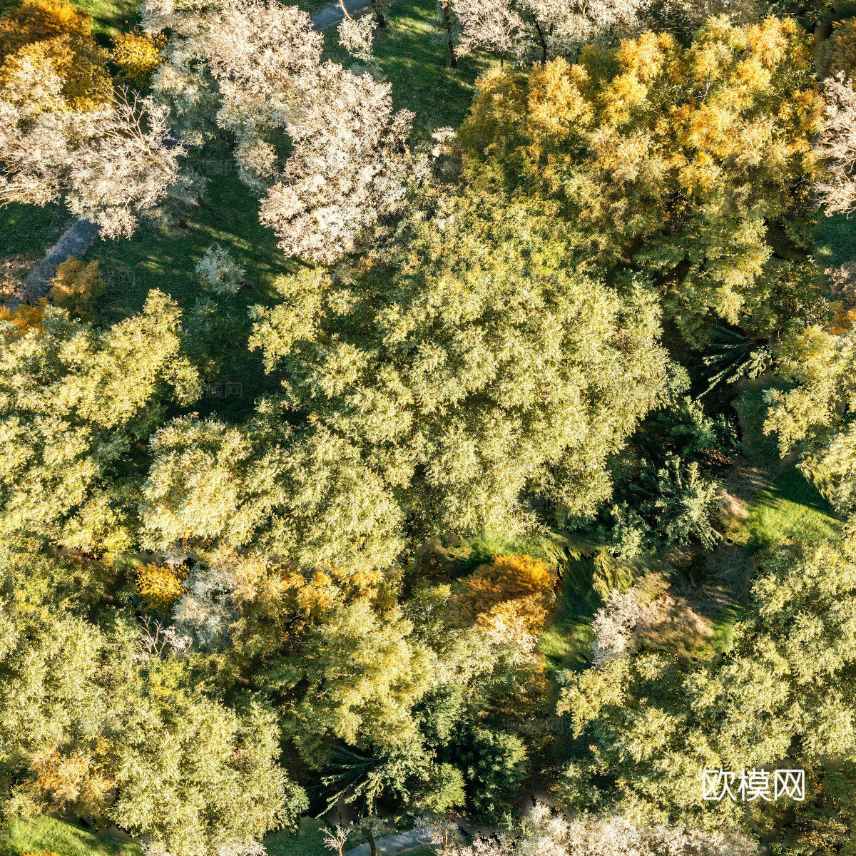 秋天色彩丰富的树林森林俯视图81下载