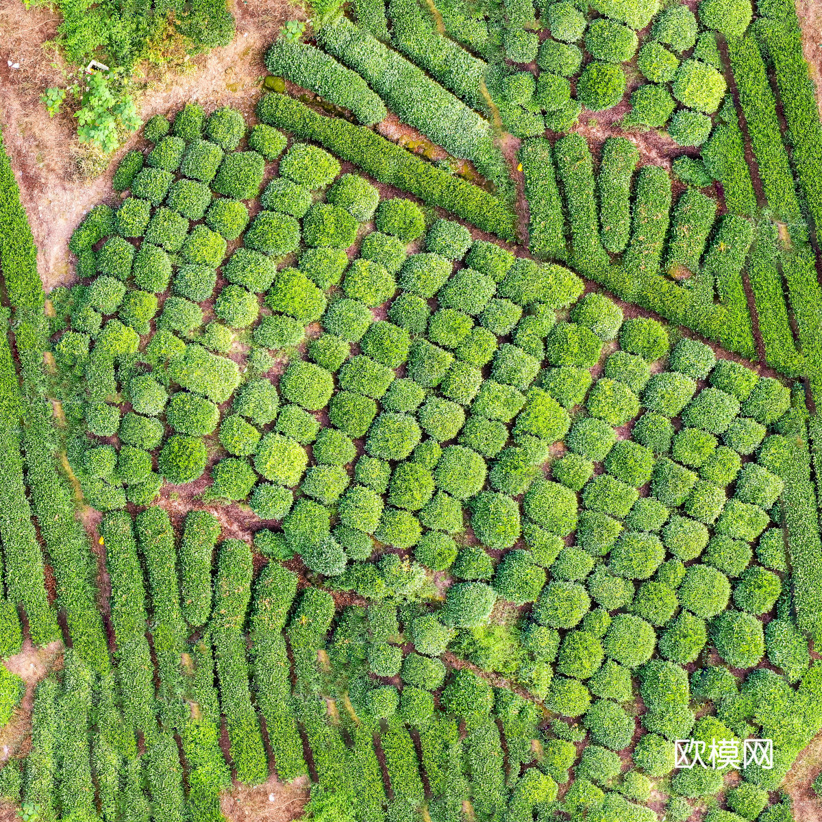 满山茶园茶山茶树俯视图148下载
