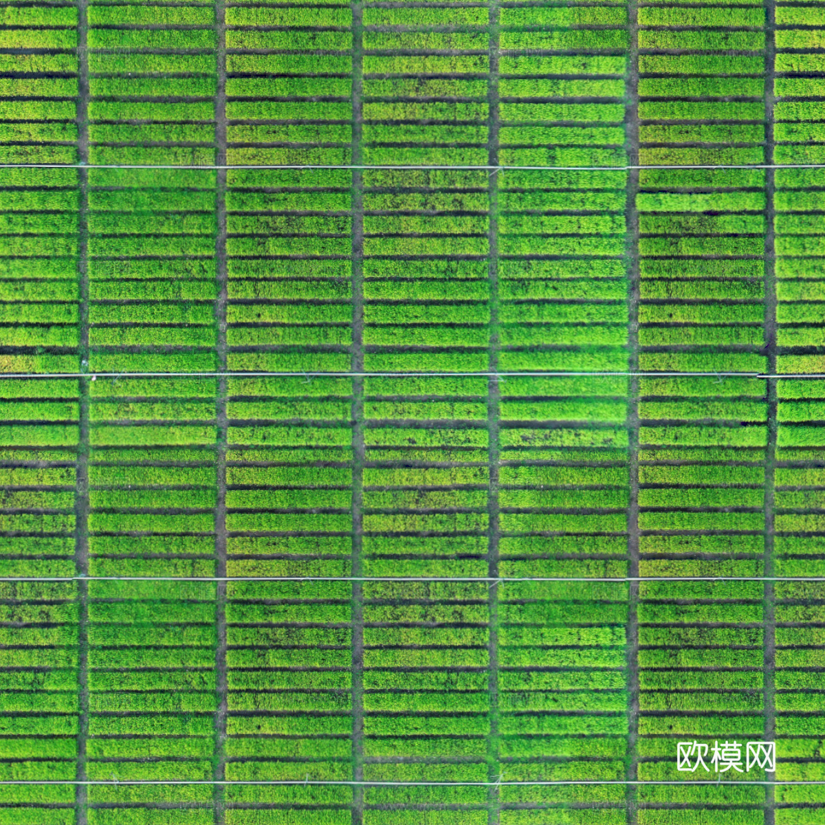 菜地农田农作物俯视图59下载