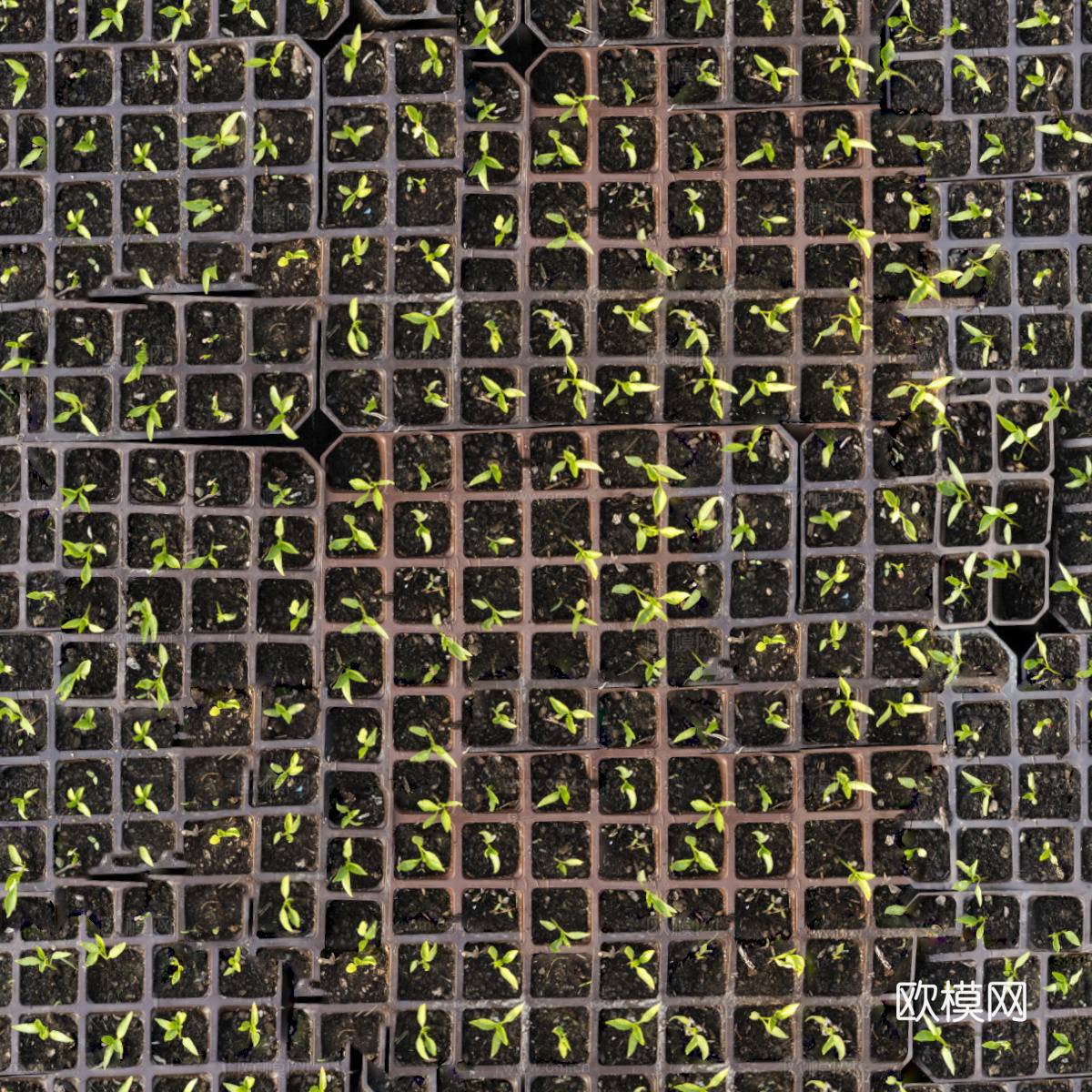 菜地农田农作物俯视图87下载