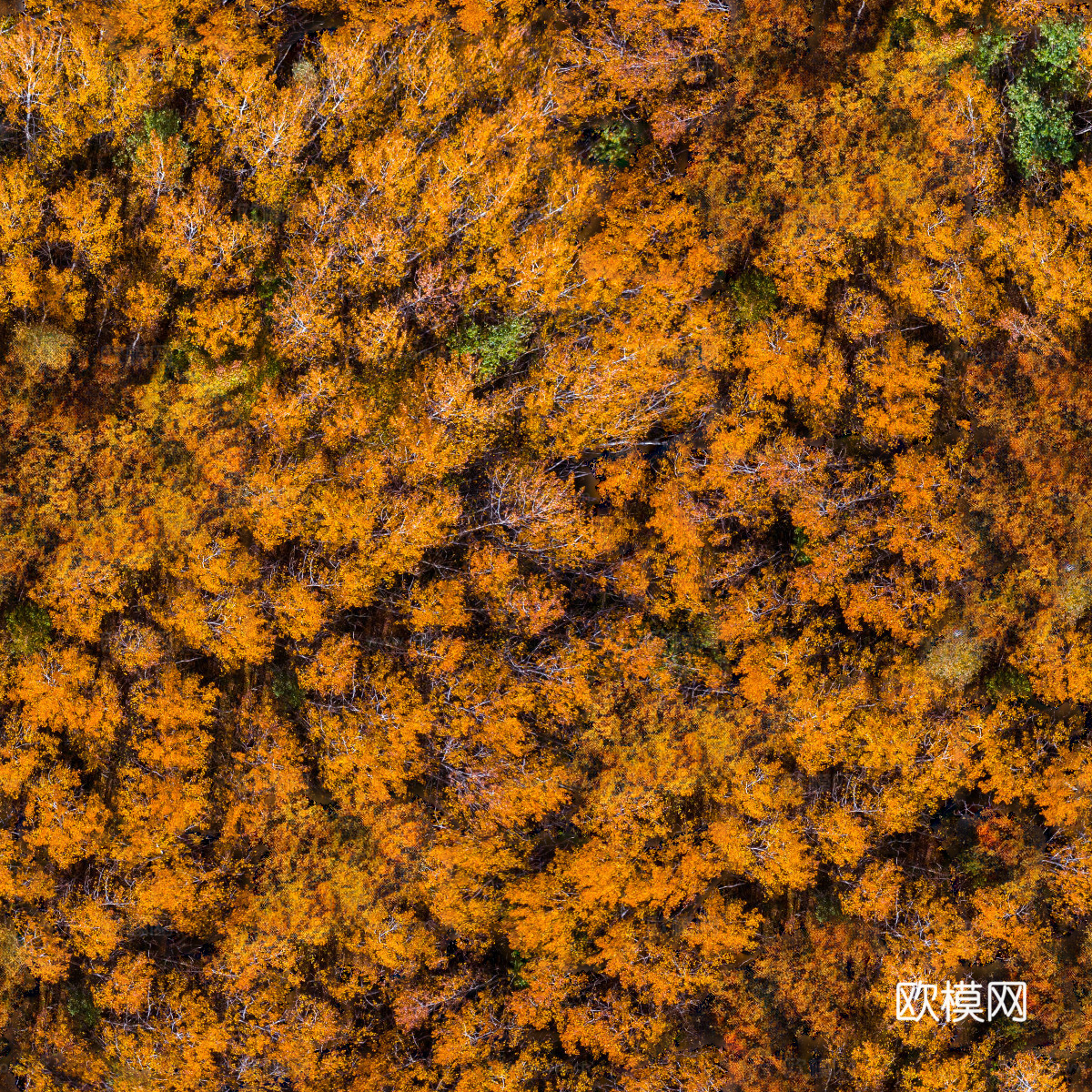 秋天色彩丰富的树林森林俯视图22下载