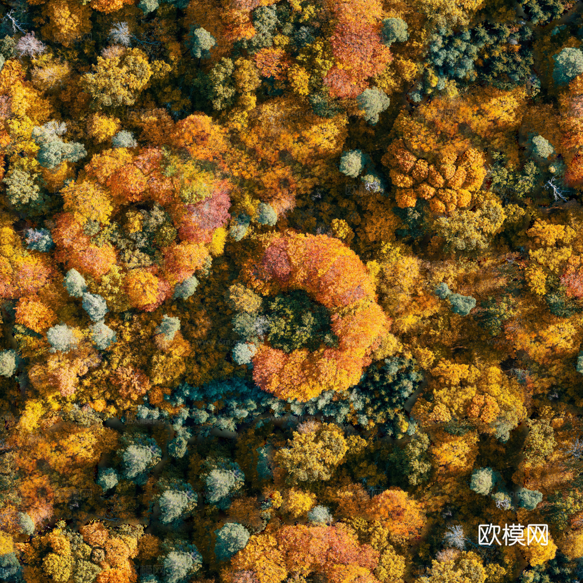 秋天色彩丰富的树林森林俯视图39