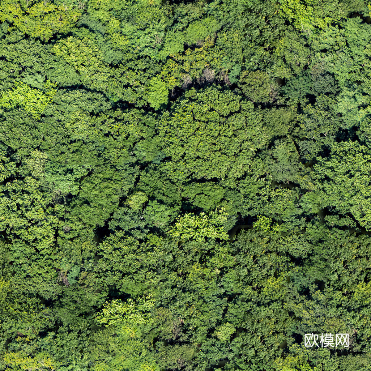 森林树林俯视图37下载