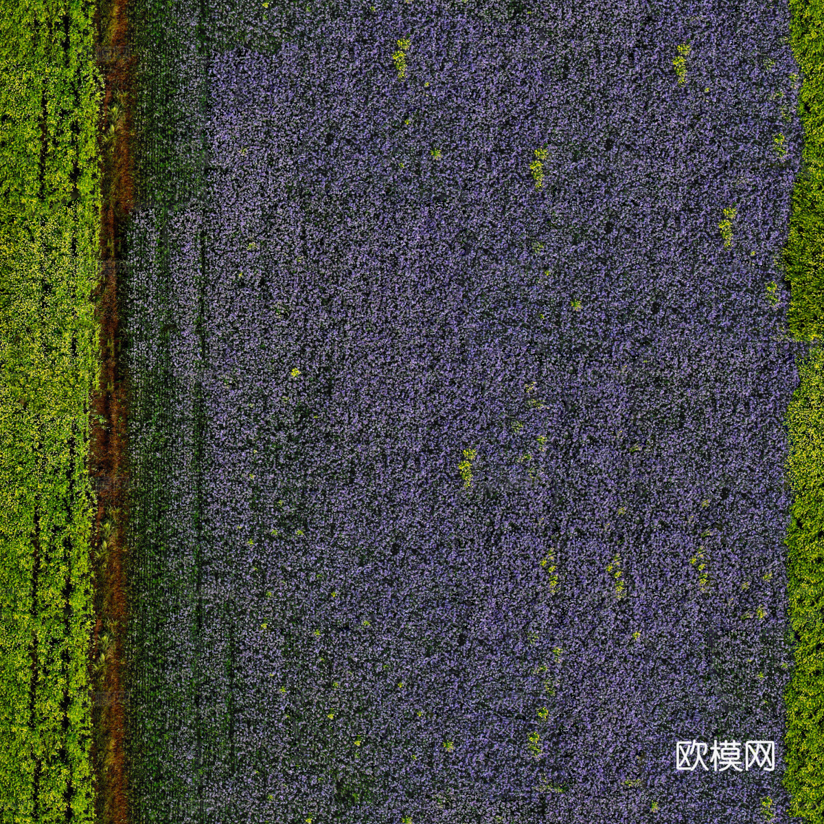 农田油菜花田239下载