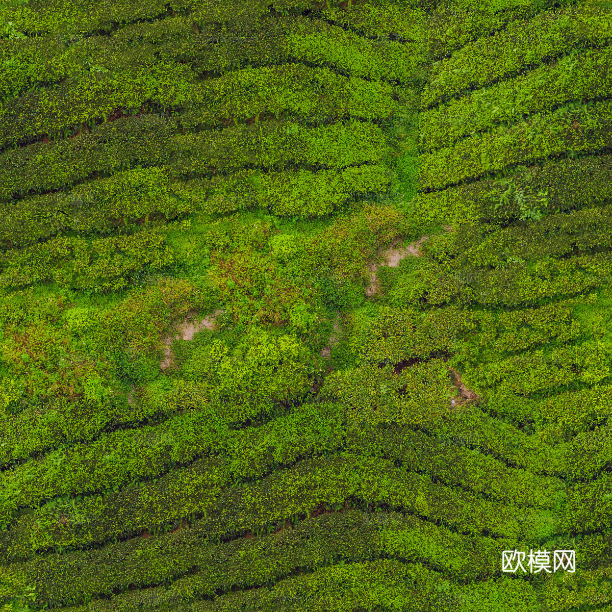 满山茶园茶山茶树俯视图36下载