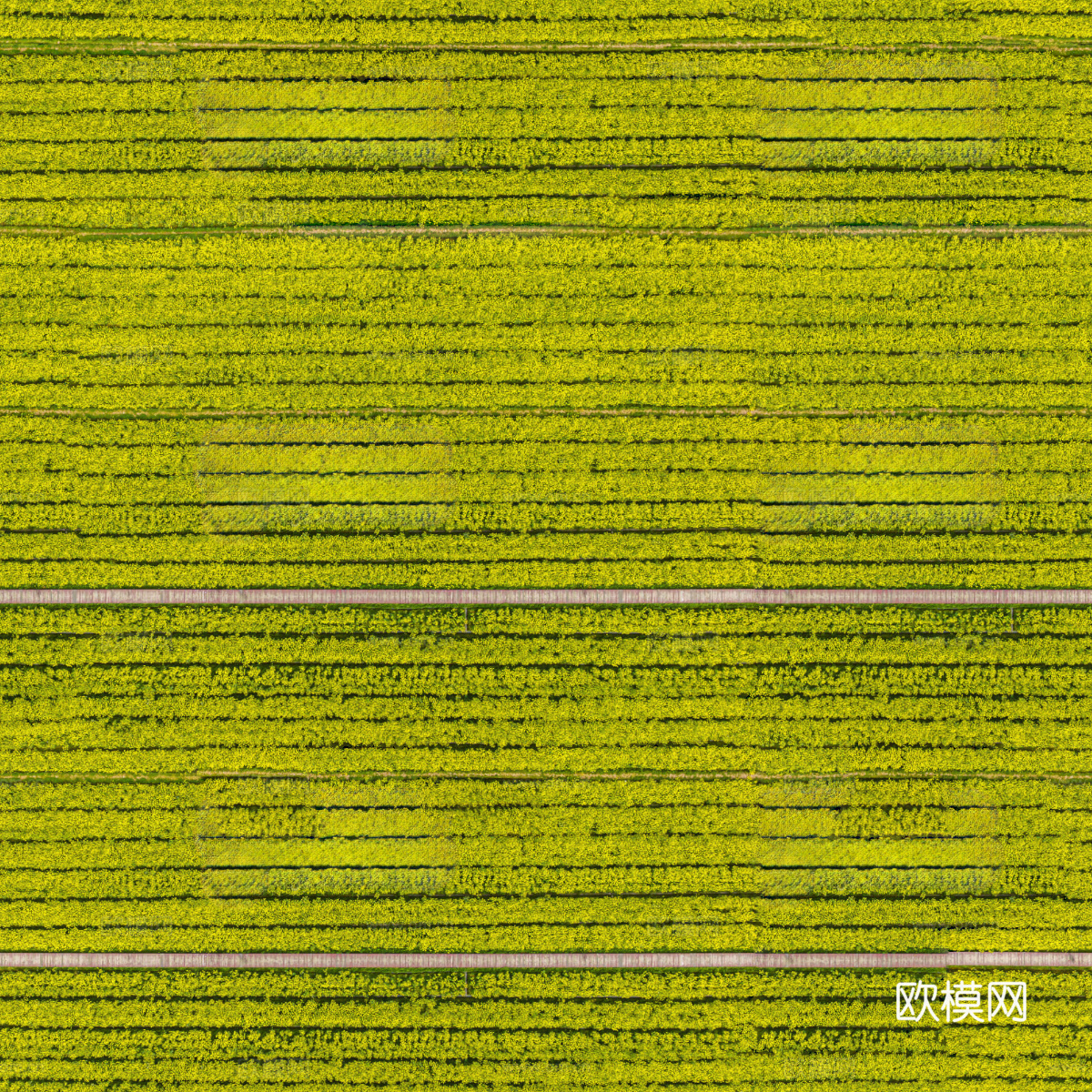 农田油菜花田112下载