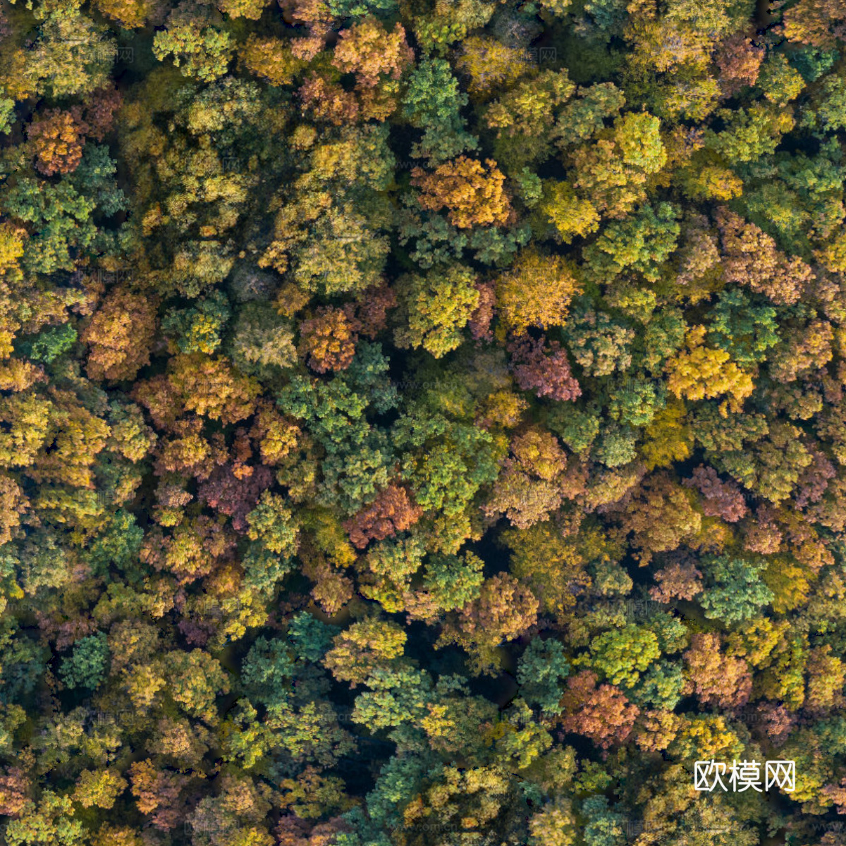 秋天色彩丰富的树林森林俯视图36