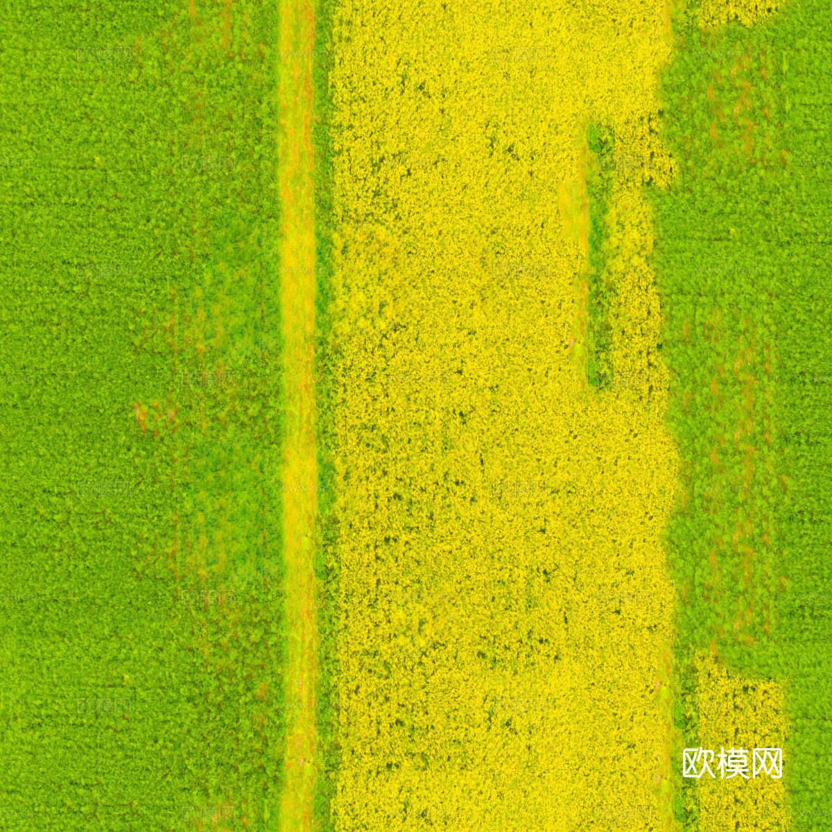 农田油菜花田93