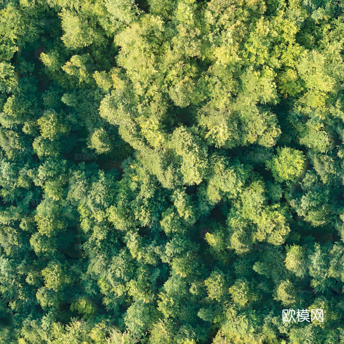 森林树林俯视图90