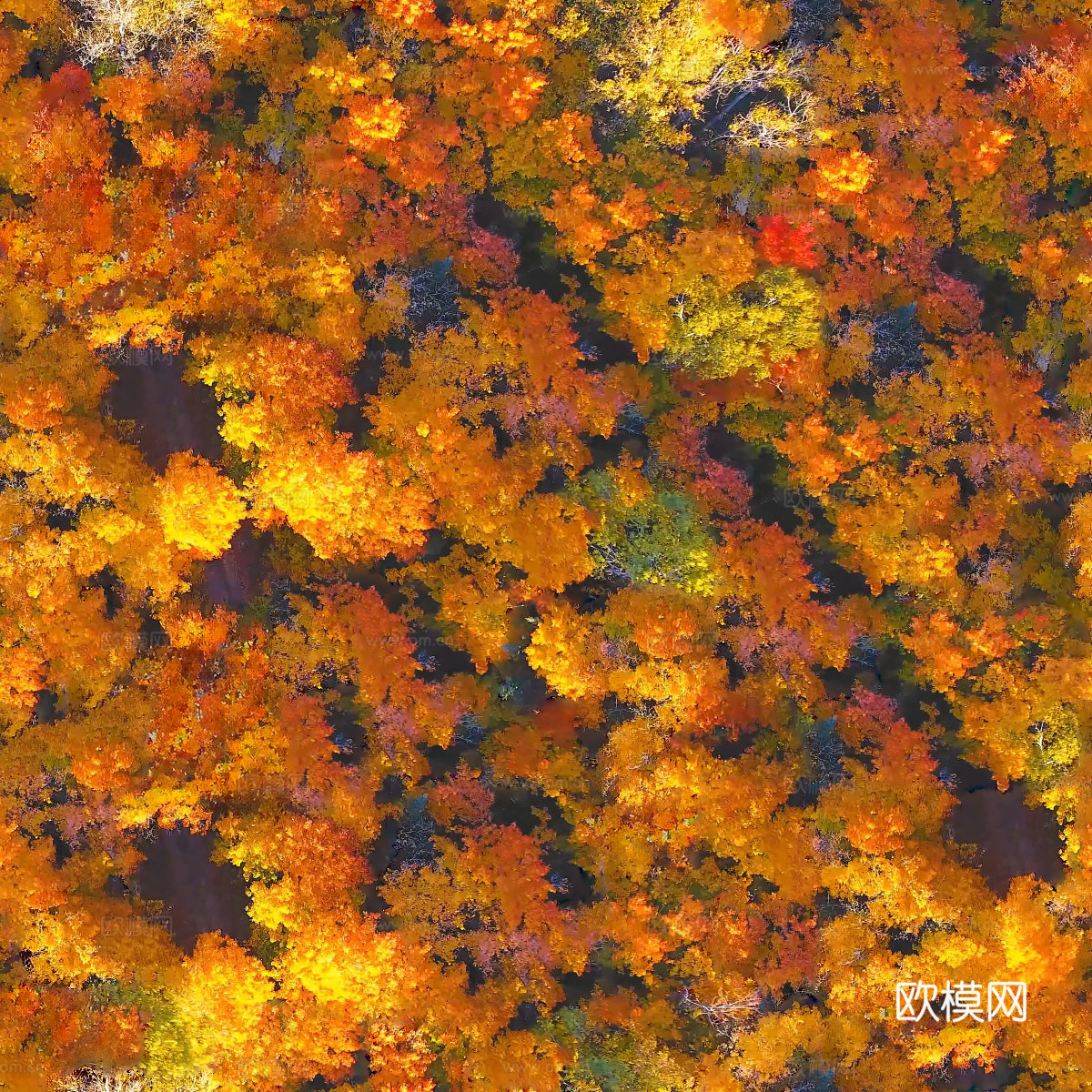 秋天色彩丰富的树林森林俯视图74下载