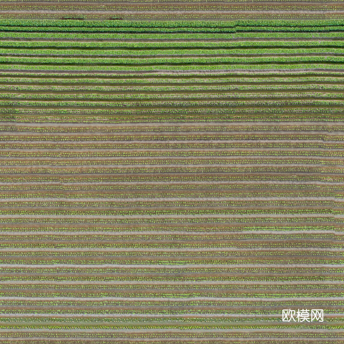 菜地农田农作物俯视图52下载