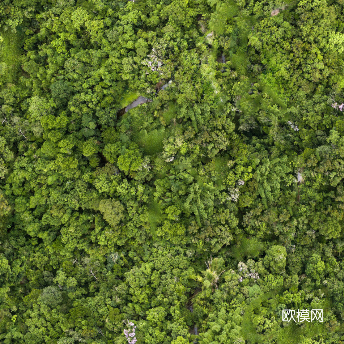 森林树林俯视图24下载