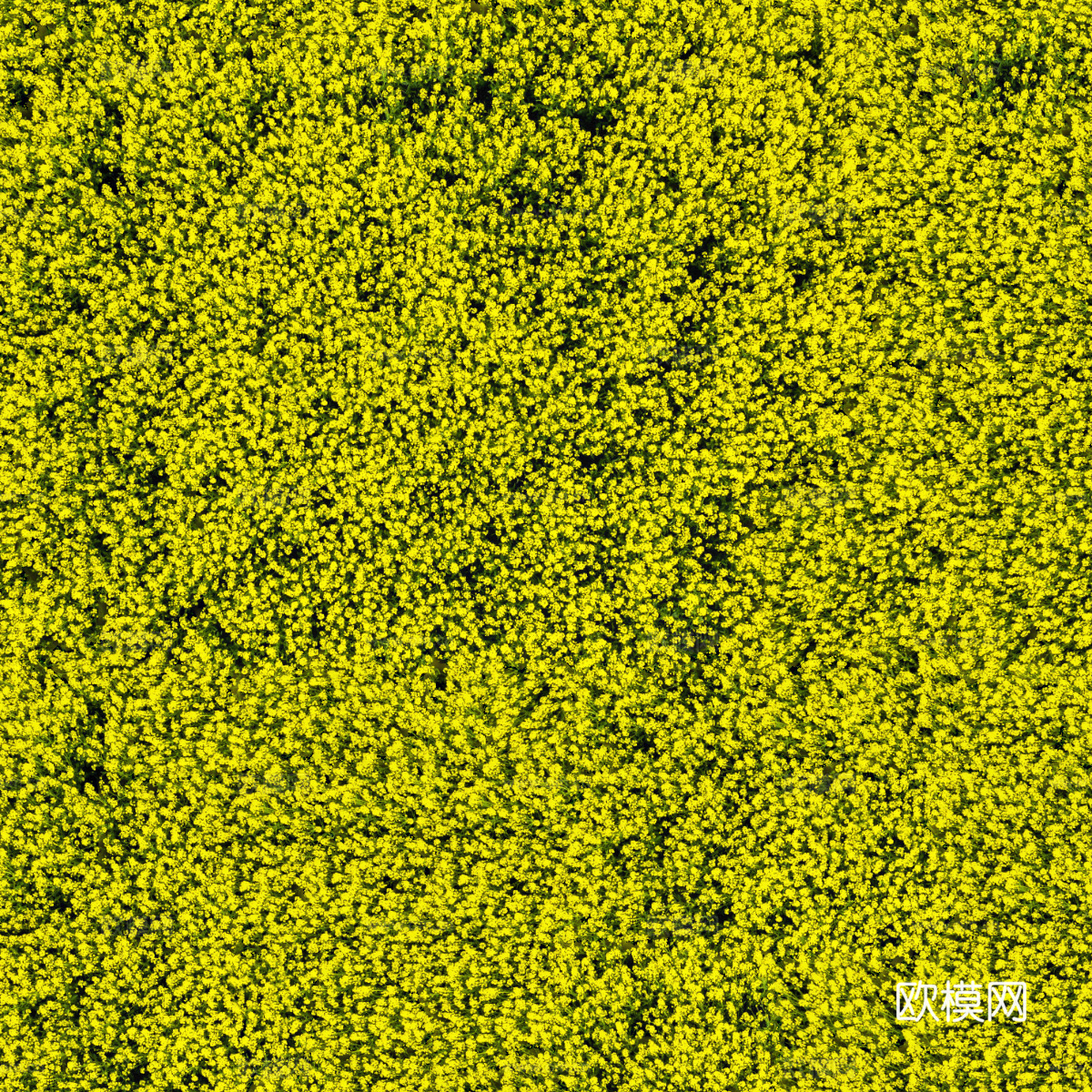 农田油菜花田184下载