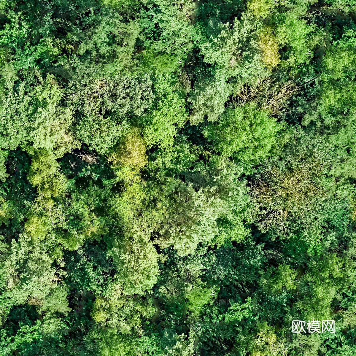 森林树林俯视图76