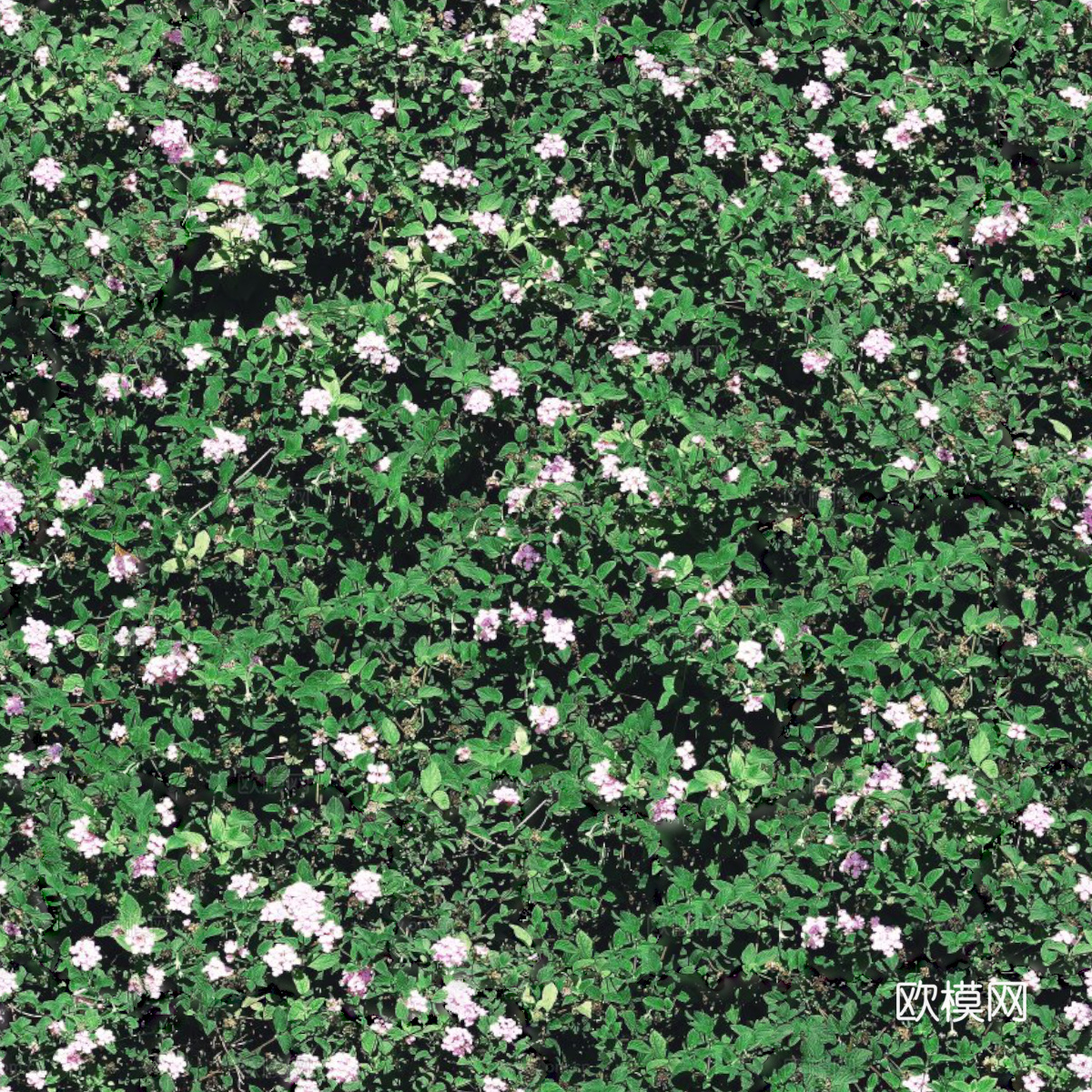 灌木花丛，灌木丛134