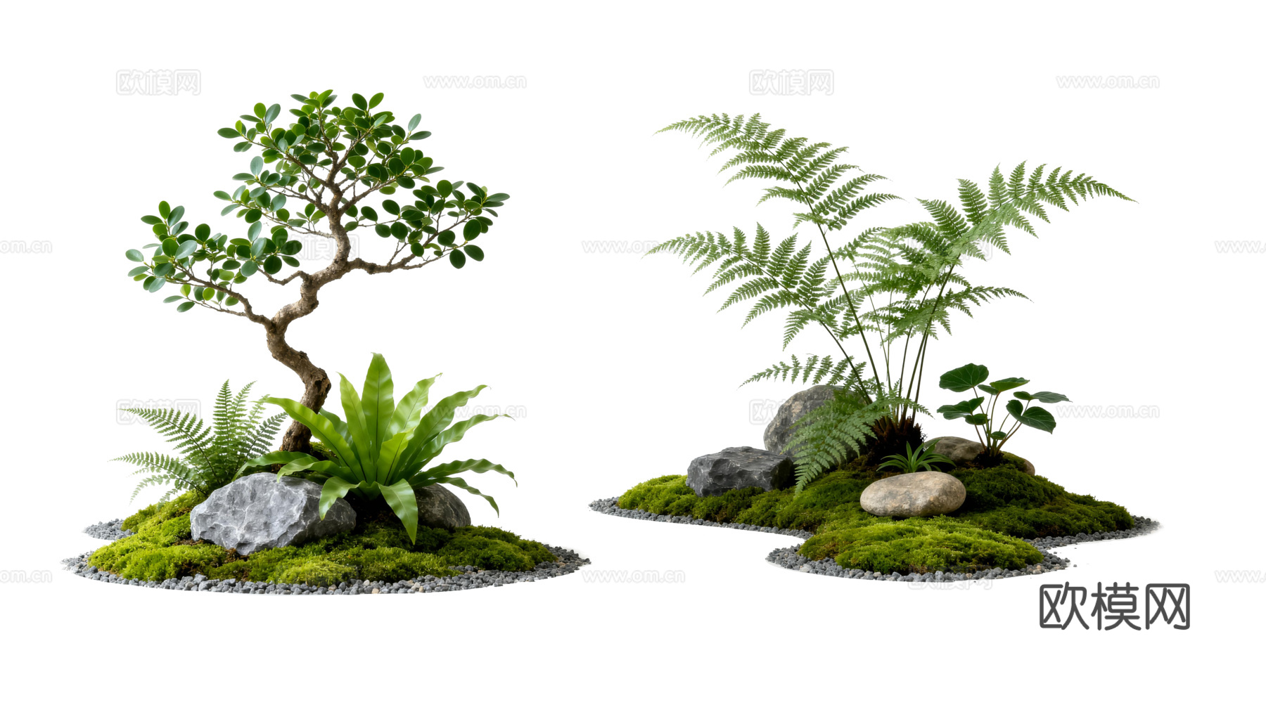 免抠植物花草 自然石景植物组合 苔藓