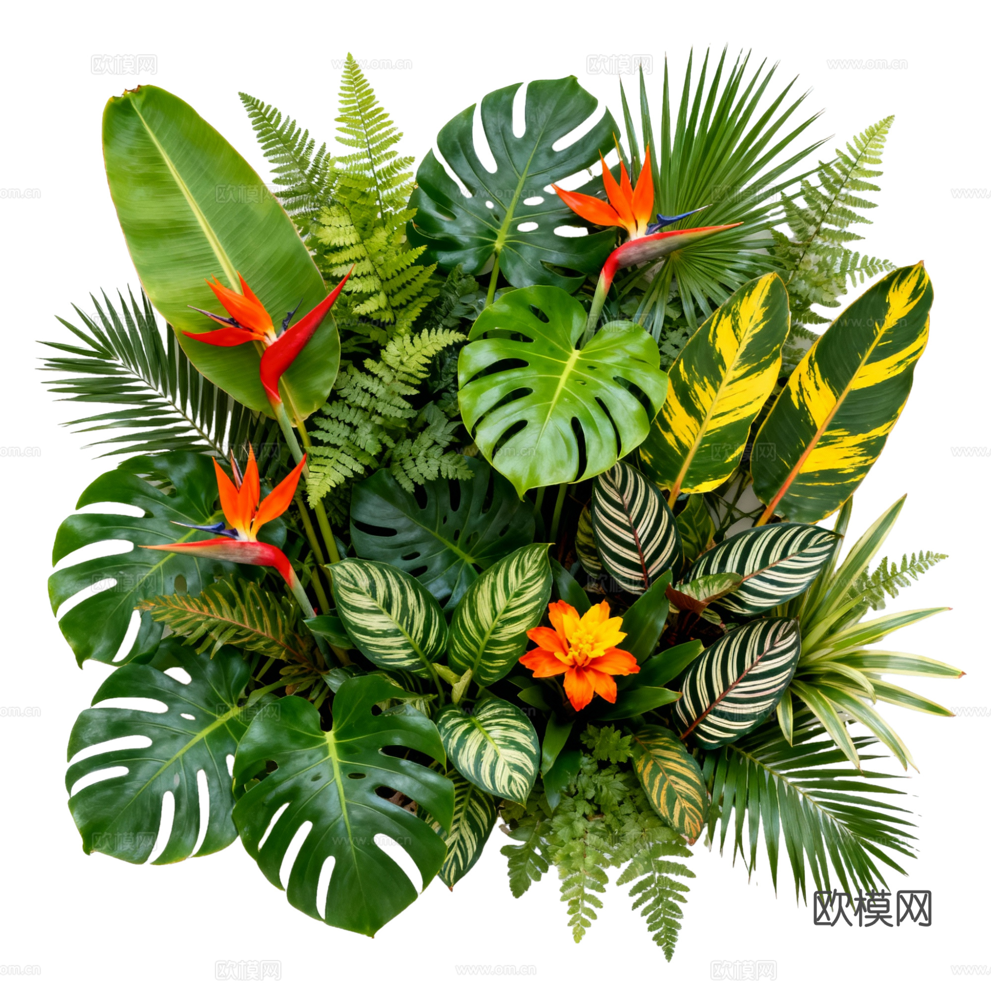 免抠植物花草 自然植物墙组合  热带植物墙造景 龟背竹叶蕨下载