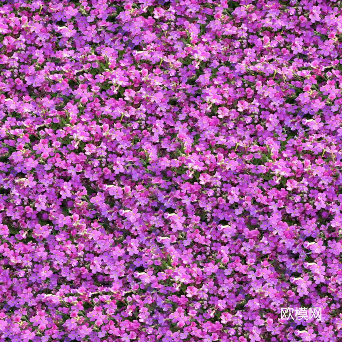 灌木花丛，灌木丛3下载