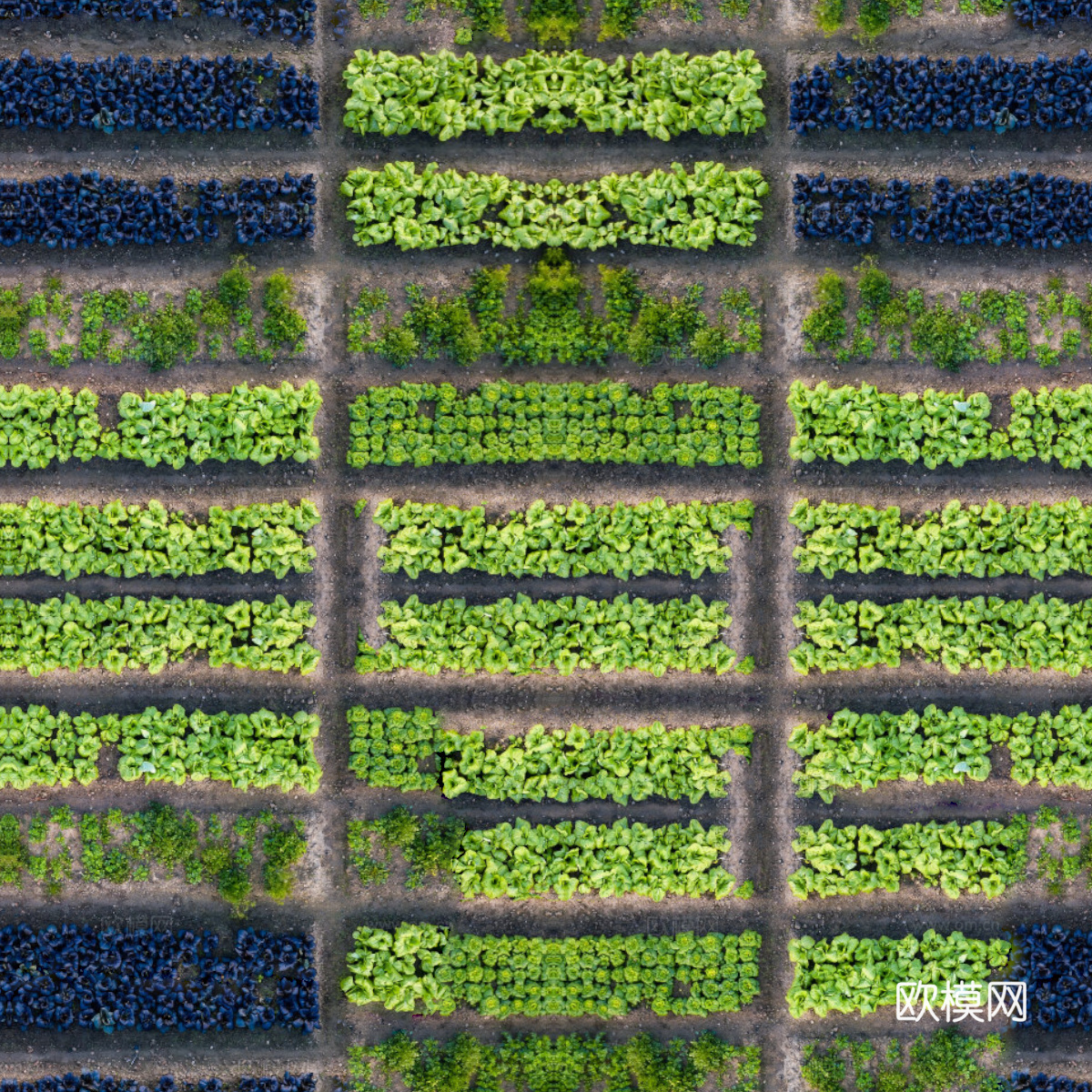 菜地农田农作物俯视图133下载