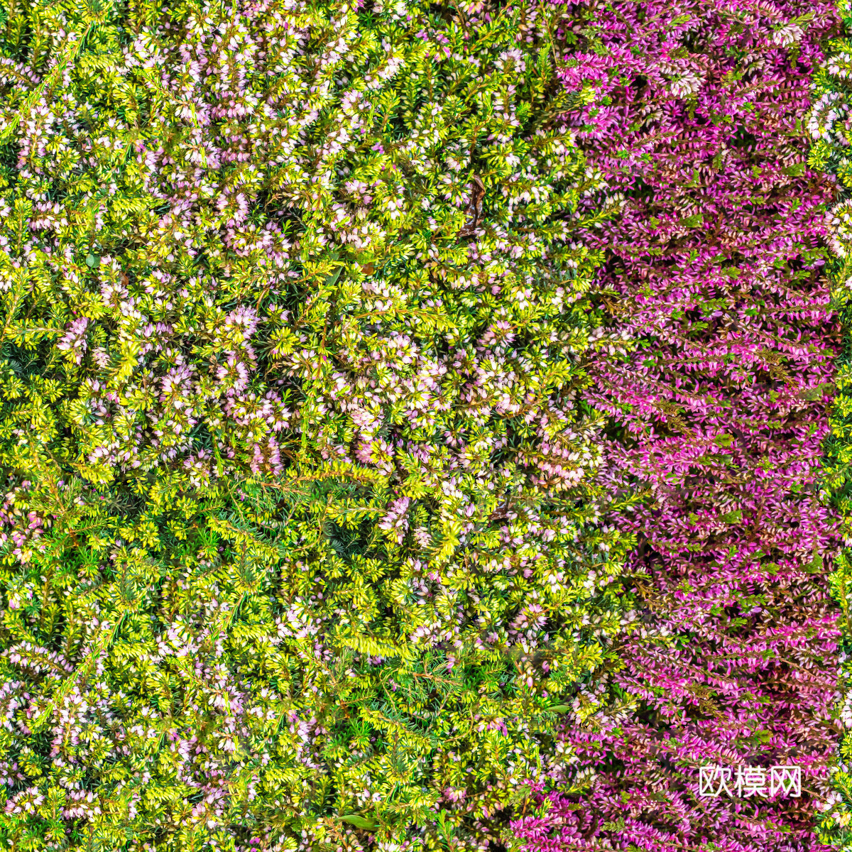 灌木花丛，灌木丛124