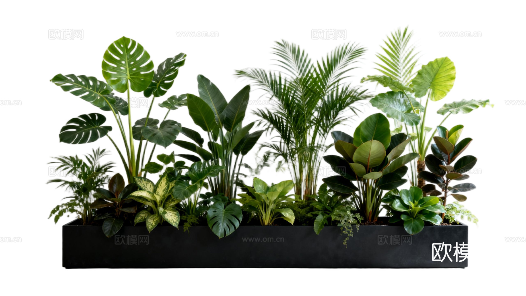现代 免抠植物花草 自然植物组合  热带植物花池 外摆花池